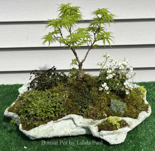 first bonsai pot planted by customer