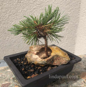 hole in rock for little bonsai