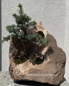 spruce bonsai in rock