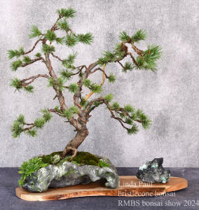 bristlecone pine RMBS 2024