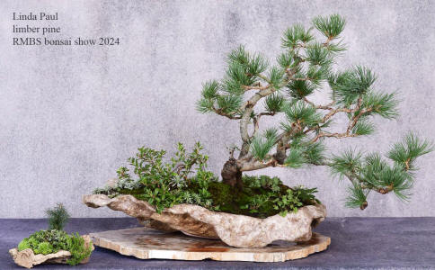 limber pine bonsa in Linda Pual Pot