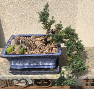 my first bonsai