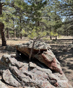 nature's bonsai in rock ponderosa pine