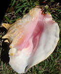 shell from sanibel island  inspiration for painting