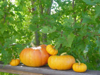 cinderella pumpkins and mmaple leaves