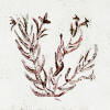 rosemary