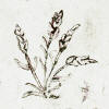 wheat tile