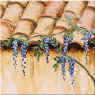 wisteria