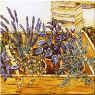 herbs of Provence