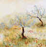 olive trees