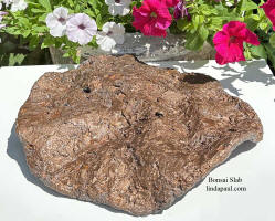 bonsai slab