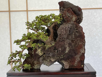 jade bonsai in rock