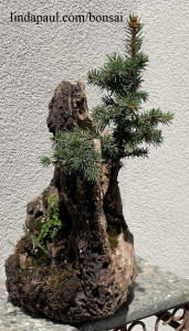 ferns in bonsai rock