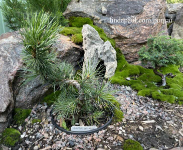 bristlecone pine bonsai tree in training