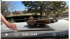 video of forest bonsai pot 360