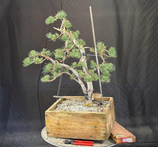 limber pine bonsai initial styling