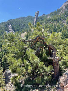 nature's bonsai pine Boulder CO by devils thumb