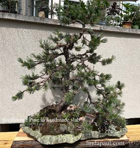 bristlcone pine in linda's slab