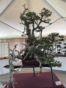 rocky mountian juiper bonsai