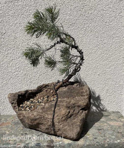 windswept pinyon pine bonsai in rock