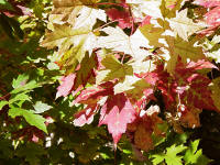 fall pictures of autumn blaze maple